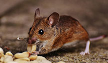 24 Hour & Emergency Exterminators in Pt Charlotte, FL